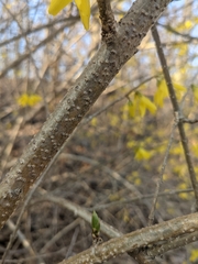 Forsythia × intermedia