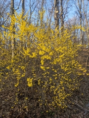 Forsythia × intermedia
