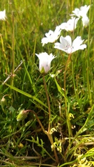 Limnanthes