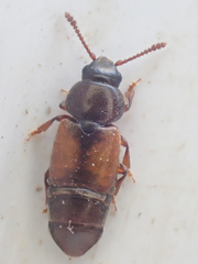 Nitops pallipennis