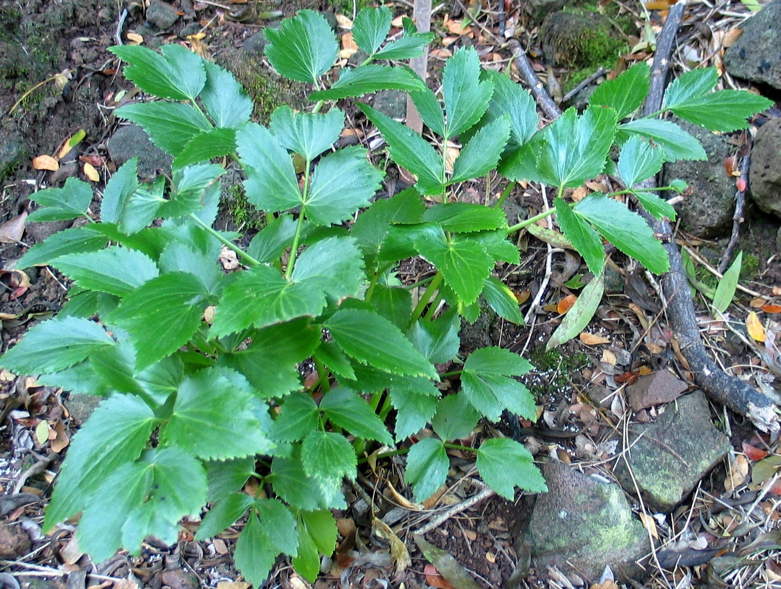 Peucedanum sandwicense