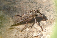 Machimus griseus