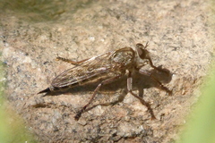 Machimus griseus
