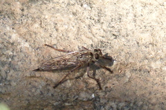 Machimus griseus