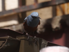 Monticola solitarius