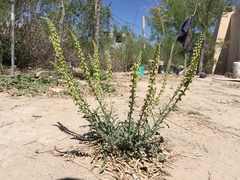 Reseda luteola