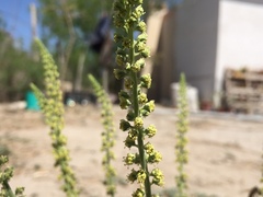 Reseda luteola