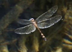 Macrothemis imitans