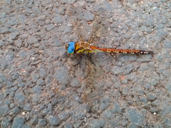 Anaciaeschna jaspidea