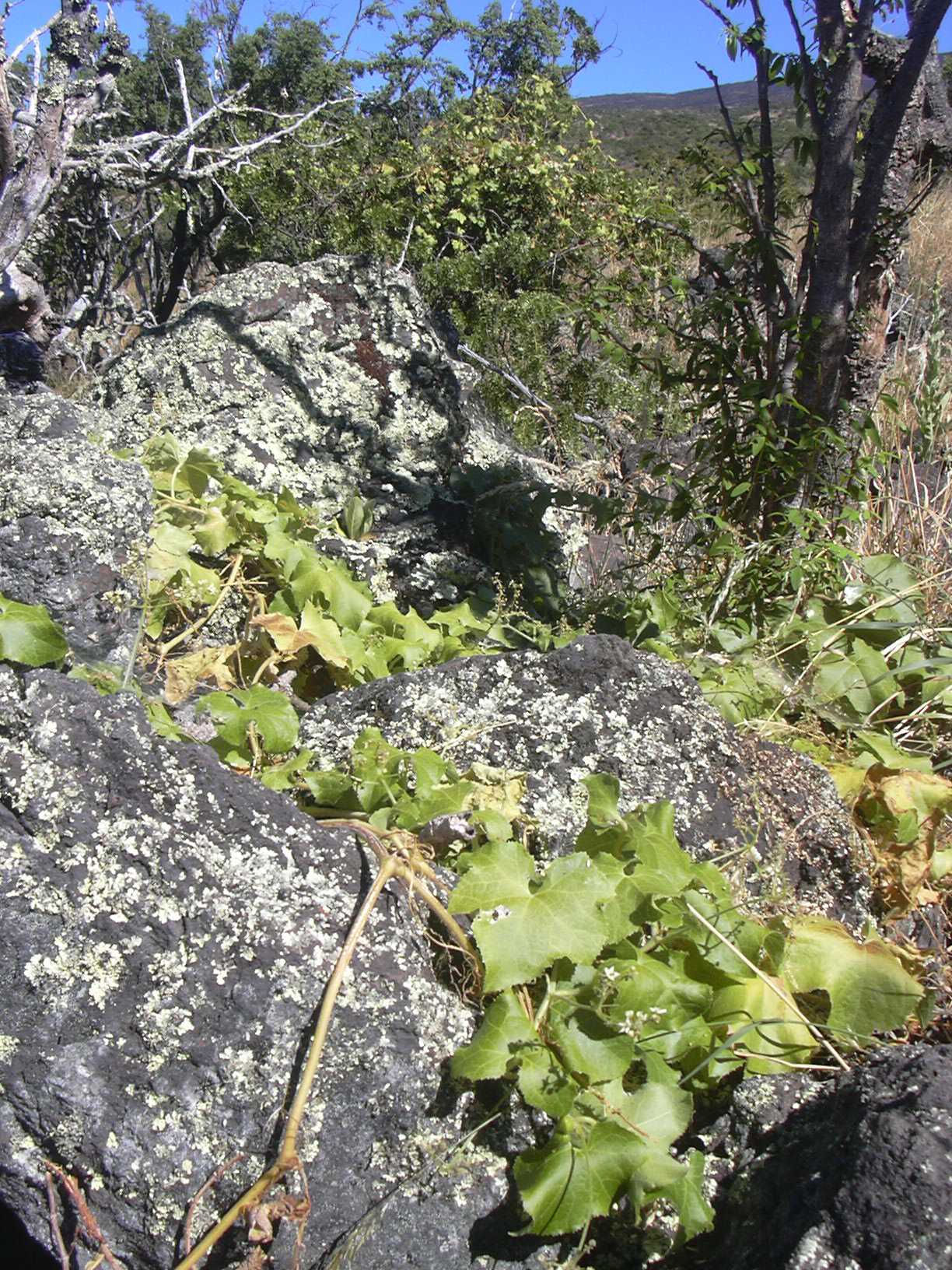 Sicyos macrophyllus