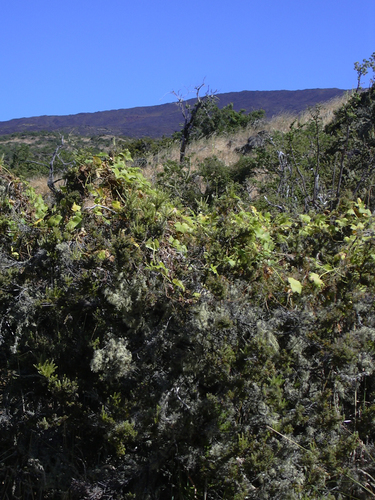 Sicyos macrophyllus