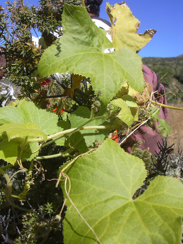 Sicyos macrophyllus
