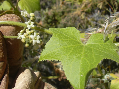 Sicyos macrophyllus