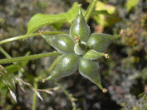 Sicyos macrophyllus