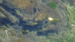 Cyprinodon nevadensis mionectes