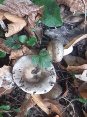 Russula ionochlora