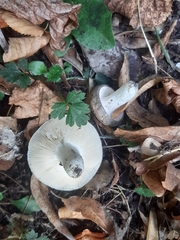Russula ionochlora