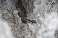 Pholidoscelis auberi