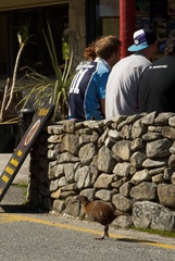 Gallirallus australis