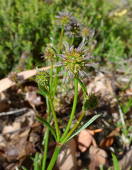 Sanguisorbinae