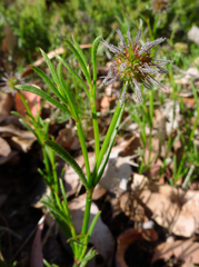 Sanguisorbinae