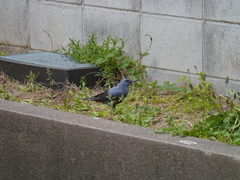 Monticola solitarius