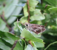 Platylesches moritili