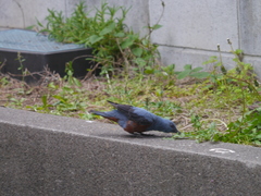 Monticola solitarius