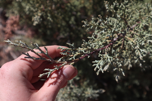 Smooth Arizona cypress (Hesperocyparis glabra)
