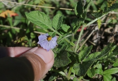 Solanum stoloniferum