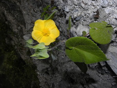Abutilon hypoleucum