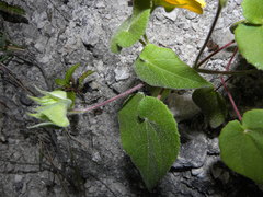 Abutilon hypoleucum