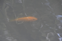 Amphilophus citrinellus