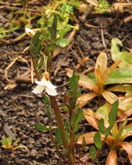 Cardamine penduliflora
