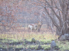 Alcelaphus buselaphus lichtensteinii