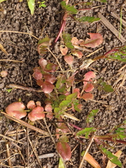 Cardamine penduliflora
