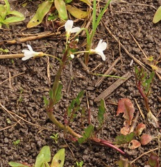 Cardamine penduliflora