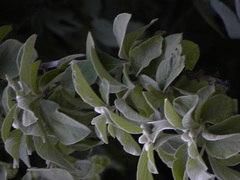 Nahuatlea magna