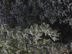 Nahuatlea magna