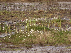 Cardamine penduliflora