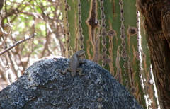 Sceloporus hunsakeri