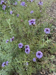 Glandularia lilacina