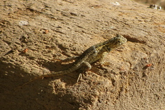 Sceloporus zosteromus
