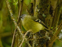 Phyllomyias nigrocapillus