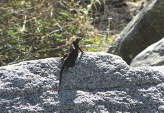 Sceloporus hunsakeri