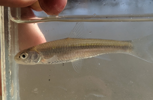 Rivierkarperzalm (Notropis blennius) — Cyprinidae — 3