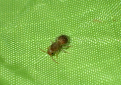 Sphaeropthalminae