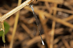 Labidiosticta vallisi