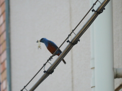 Monticola solitarius