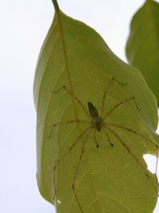 Peucetia viridana